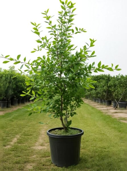 Nyssa sylvatica (Nymphenbaum/Wald-Tupelobaum) im Topf, 150–175 cm, Container C35, mit grünem Laub und aufrechtem Wuchs