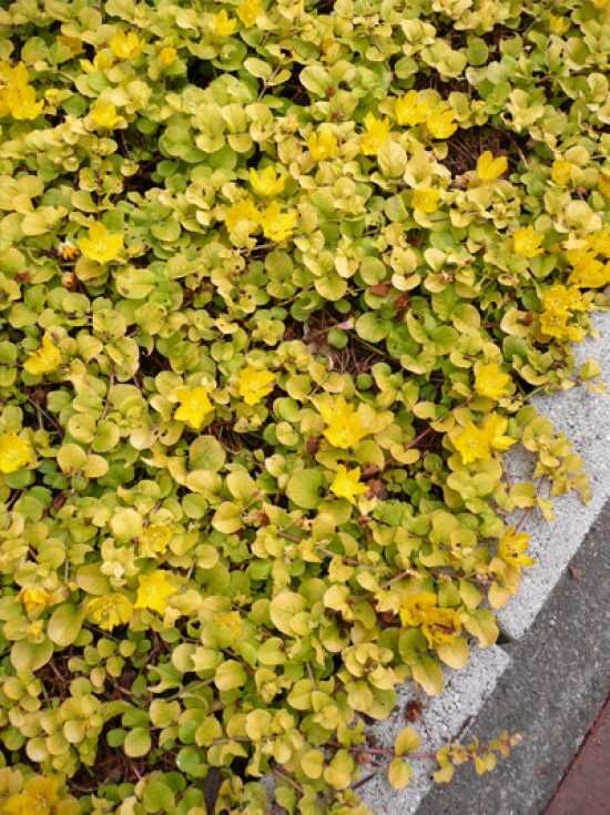 Gelbblättriges Pfennigkraut / Lysimachia nummularia 'Aurea' kaufen