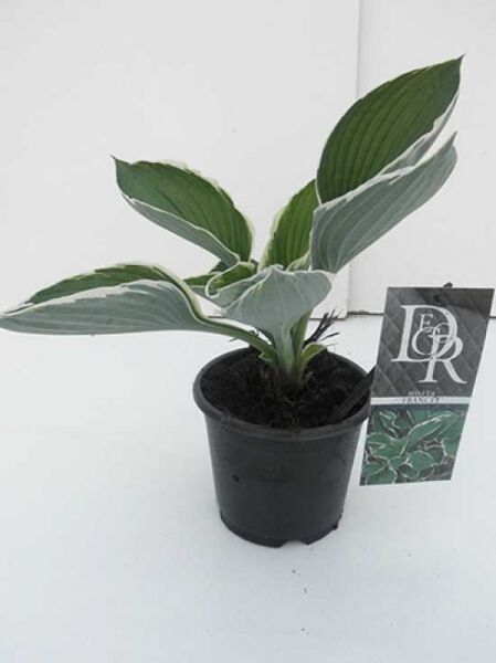 Weißrand-Funkie Hosta 'Francee' C1 im Topf, grüne ovale Blätter mit weißem Rand.