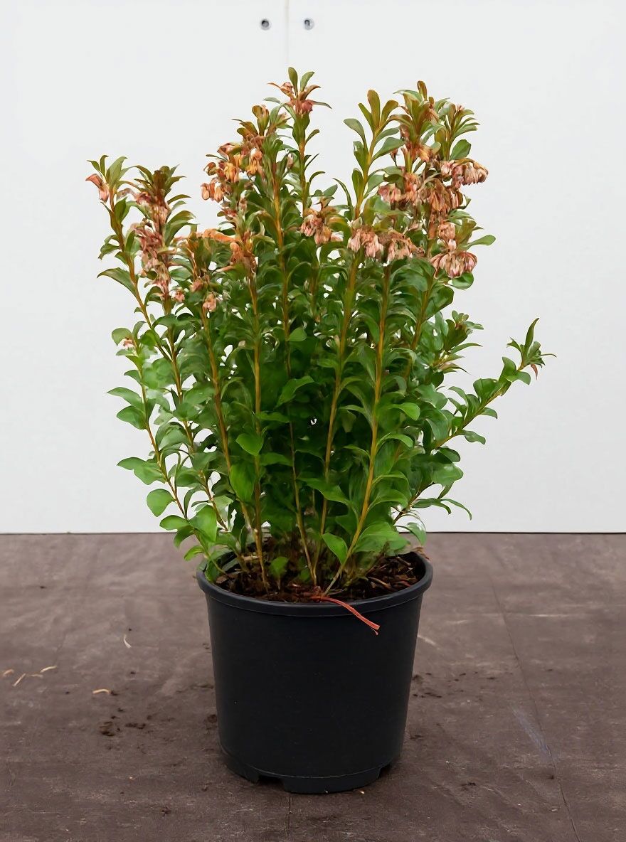 Preiselbeere 'Koralle' - Vaccinium vitis-idaea 'Koralle' - Baumschule  NewGarden