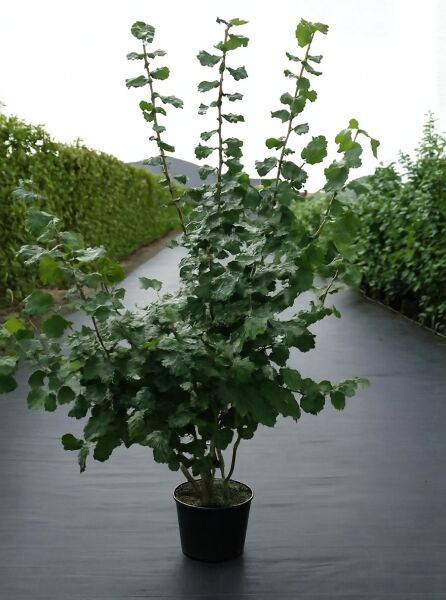 Corylus 'Halle'sche Riesen' / Haselnuss-Strauch 'Halle'sche Riesen' im Topf, buschiger Wuchs mit grünen Blättern, 175-200 cm C20