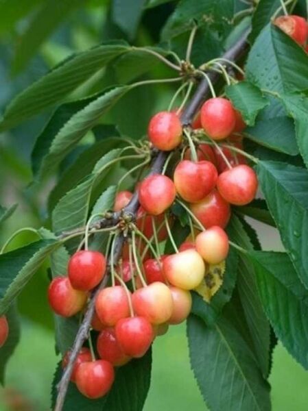 Prunus avium 'Udense Spaanse' / Süßkirsche 'Udense Spaanse'