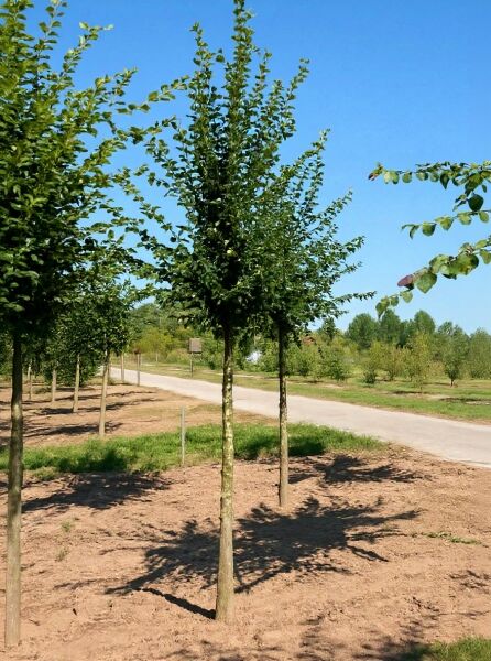 Säulen-Hainbuche 'Lucas' (Carpinus betulus 'Lucas') Hochstamm 18-20 StU mit durchgehendem Stamm und schmaler Krone.