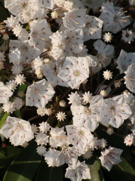 Lorbeerrose 'Vanilla Cream' / Berglorbeer 'Vanilla Cream' / Kalmia latifolia 'Vanilla Cream'