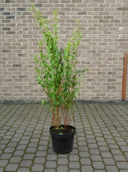 Philadelphus 'Erectus' (Pfeifenstrauch) 125-150 cm, C15, mehrtriebiger Strauch im Container mit grünem Laub