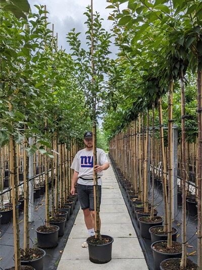 Malus 'Evereste' / Zierapfel 'Evereste' Hochstamm 10-12 StU im Container, junger Baum mit aufrechtem Stamm und grünem Laub