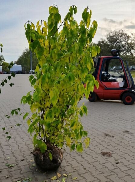 Chinesische Winterblüte (Chimonanthus praecox) 200–250 cm, Solitär mit Ballen, mehrtriebiger Strauch mit grünem Laub