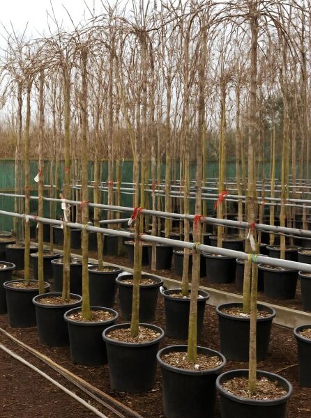 Prunus subhirtella 'Pendula' – Japanische Hänge-Zierkirsche/Winterkirsche Hochstamm 10-12 StU im Container, mehrere Pflanzen im Topf.