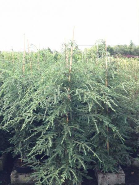 Kanadische Hemlocktanne 'Fastigiata' / Tsuga canadensis 'Fastigiata'