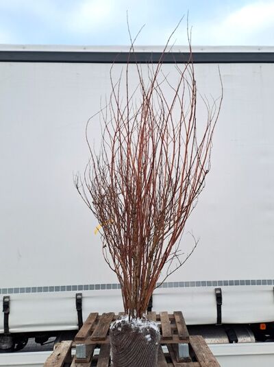 Europäischer Pfeifenstrauch / Europäischer Pfeifenstrauch