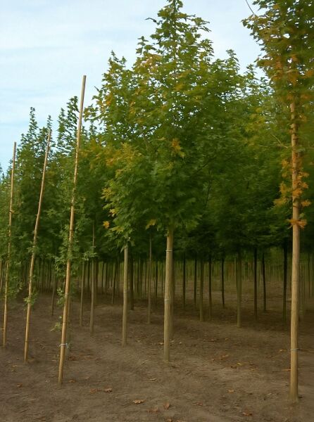 Spitz-Ahorn (Acer platanoides) 'Emerald Queen' als Hochstamm, Baum mit grünem Laub und Stützpfahl in Baumschule.