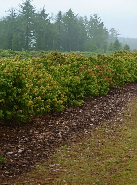 Pieris japonica 'Bonfire' / Japanische Lavendelheide 'Bonfire' als Solitärstrauch im Beet, dicht belaubt, 150–175 cm m. B.