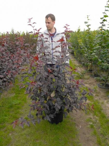 Physocarpus opulifolius 'Lady in Red' / Blasenspiere 'Lady in Red' 150–175 cm C20, Strauch mit dunkelrotem Laub im Container