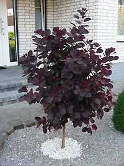 Cotinus coggygria 'Royal Purple' / Roter Perückenstrauch