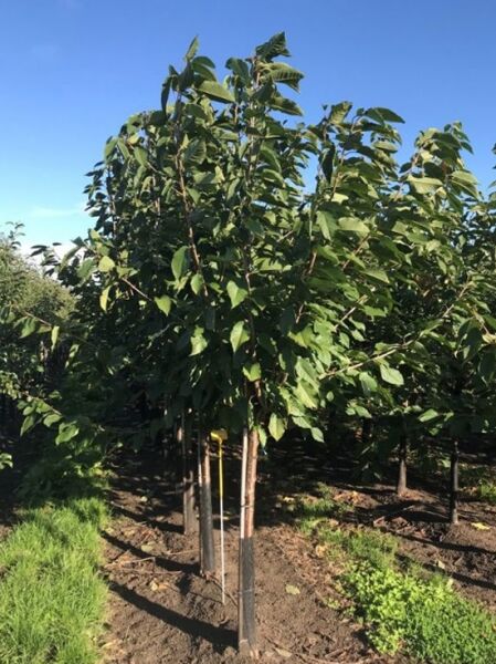 Prunus avium 'Merchant' / Süßkirsche 'Merchant' als junger Baum mit grünem Laub, mehrtriebig, im Freiland gepflanzt