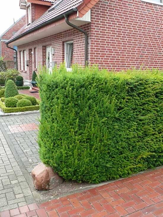 verträgt thuja rindenmulch Thuja Smaragd kaufen – schmale Hecke main image 1