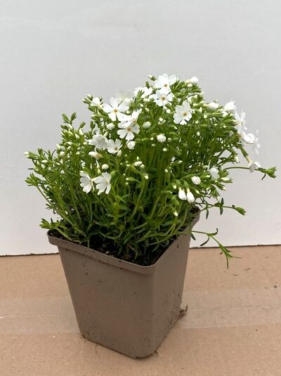 Phlox subulata 'White Delight' / Polster-Phlox 'White Delight' P9 im Topf mit weißen Blüten und grünem, polsterförmigem Laub.