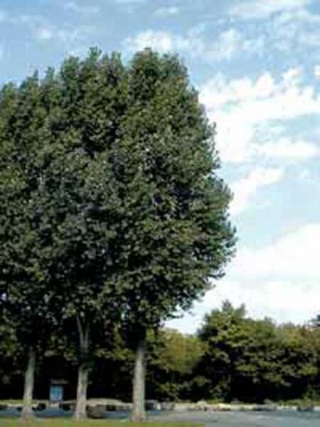 Populus nigra 'Vereecken' / Schwarz-Pappel 'Vereecken'