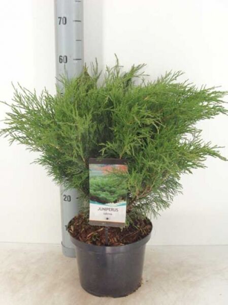 Juniperus sabina (Sadebaum/Stink-Wacholder) 30–40 cm im C5-Topf, buschiger Wacholder mit dichtem, grünem Nadelwerk.