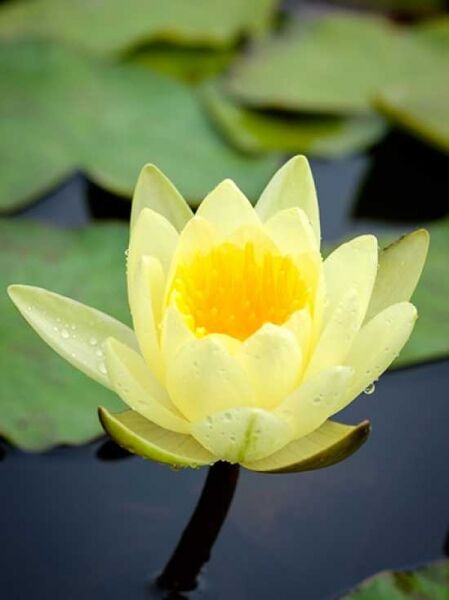 Nymphaea cultorum 'Marliacea Chromatella' / Seerose 'Marliacea Chromatella' mit gelber Blüte und grünen Schwimmblättern