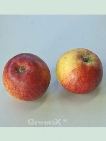 Apfel 'Rubinola' / Malus domestica 'Rubinola'