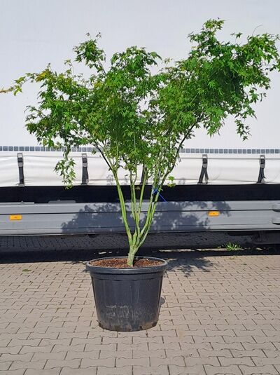 Japanischer Ahorn / Fächer-Ahorn &#039;Orange Dream&#039; 175-200 cm Schirmform / Acer palmatum &#039;Orange Dream&#039; (874236)