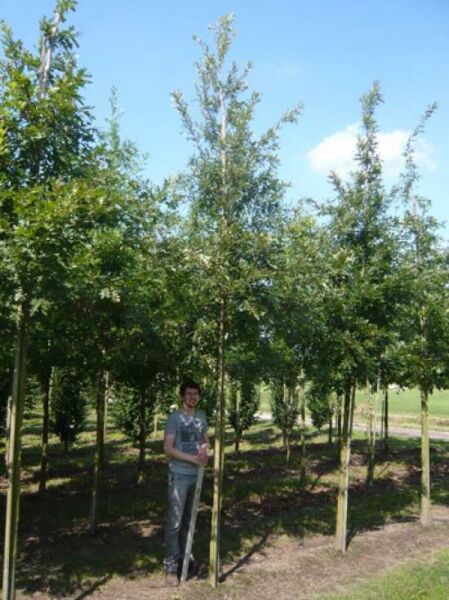 Quercus cerris (Zerr-Eiche, Türkische Eiche) Hochstamm 16-18 StU mit Drahtballen im Baumschulquartier