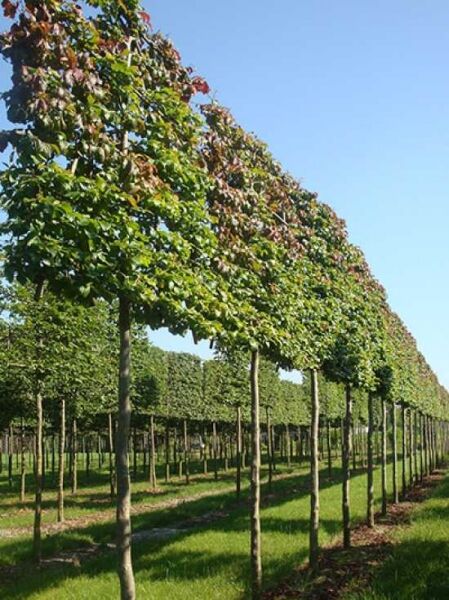 Parrotia persica / Eisenholzbaum Hochstamm-Spalier, Stamm 210 cm, Spalierkrone 160x160 cm, Ballenware mit Drahtballen