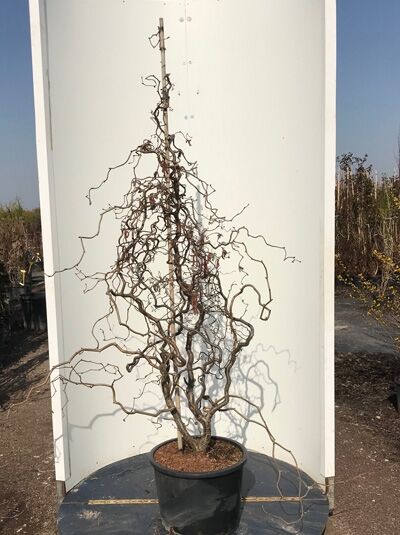 Corylus avellana 'Red Majestic ®' (Blut-Korkenzieher-Hasel), 125–150 cm, C35: rotblättrige Korkenzieher-Hasel im Container mit gedrehten Trieben.
