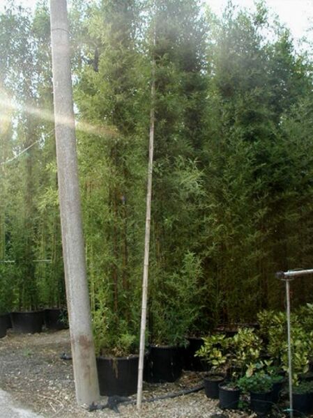 schwarzer Bambus 400-500 (C110) Phyllostachys nigra