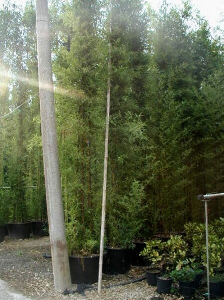 schwarzer Bambus / Phyllostachys nigra