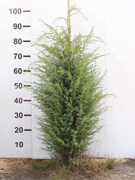 Irischer Säulen-Wacholder / Irischer Säulen-Wacholder