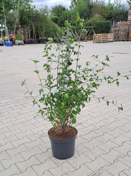 Garten-Eibisch 'Marina' / Garten-Eibisch 'Marina'