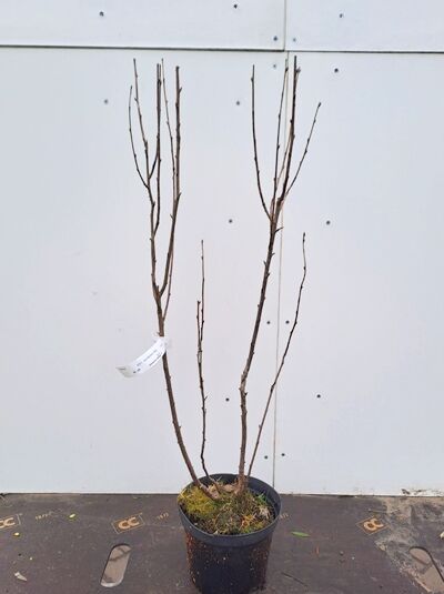 Ribes aureum / Ribes odoratum (Gold-Johannisbeere) 60-80 cm C2, mehrtriebiger Strauch im Containertopf