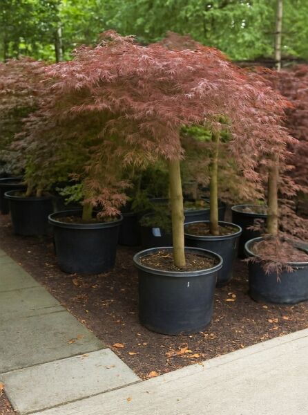 Acer palmatum 'Dissectum Garnet' auf Stamm, dunkelroter Schlitz-Ahorn im Topf, Stammhöhe ca. 80 cm, Container C50