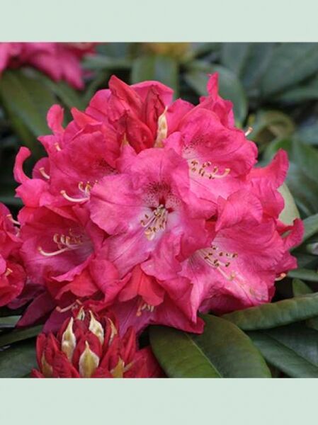 Rhododendron insigne 'Nofretete' / Rhododendron 'Nofretete'