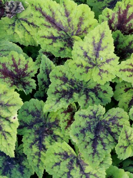 Schaumblüte 'Appalachian Trail ®' / Tiarella cordifolia 'Appalachian Trail ®'