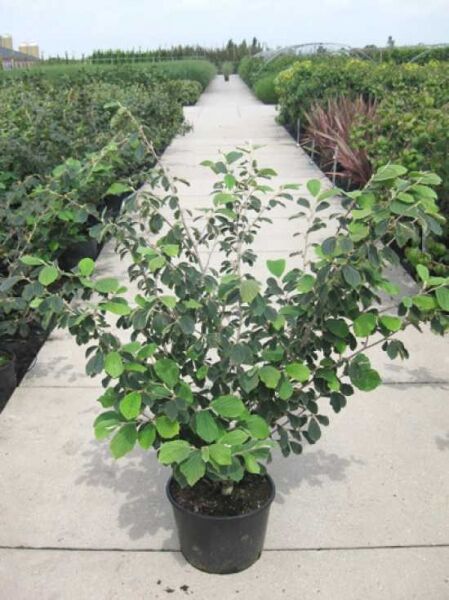 Zaubernuss 'Arnold Promise' / Zaubernuss 'Arnold Promise'