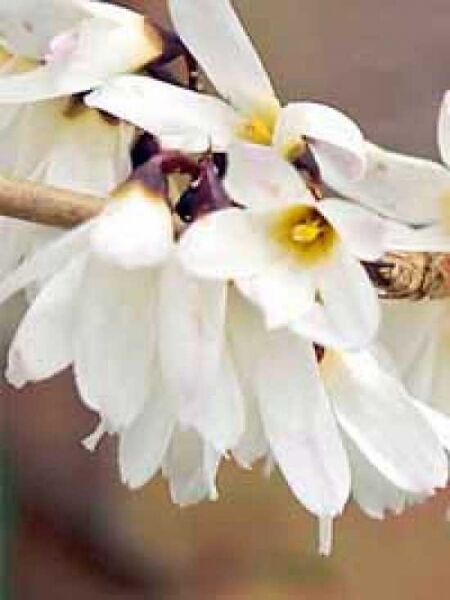 Abeliophyllum distichum / Schneeforsythie / Weiße Forsythie