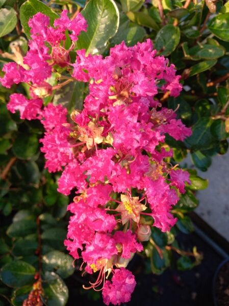 Indische Lagerströmie 'Braise d'été' / Kreppmyrthe / Lagerstroemia indica 'Braise d'été'