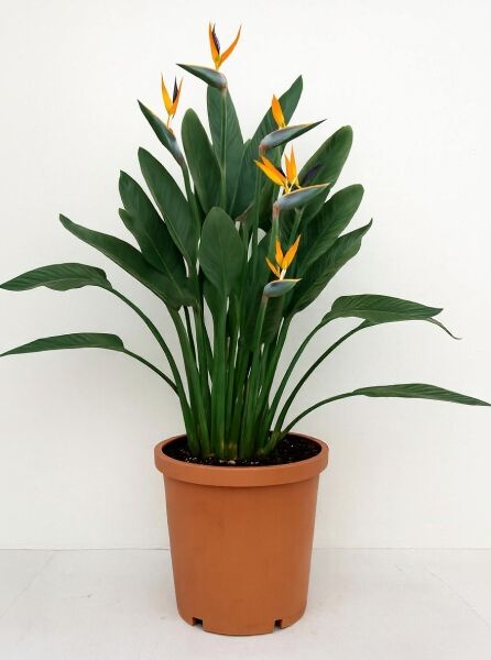 Strelitzia reginae (Paradiesvogelblume) 80-100 cm C35, Topfpflanze mit grünen Blättern und orangefarbenen Blütenständen