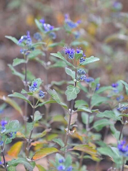 Bartblume 'Grand Bleu' ® / Caryopteris clandonensis 'Grand Bleu' ®