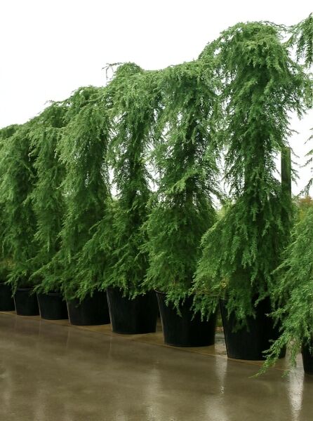 Hänge-Himalaja-Zeder (Cedrus deodara 'Pendula') 350–400 cm C240, im Container mit überhängenden, grünen Zweigen.