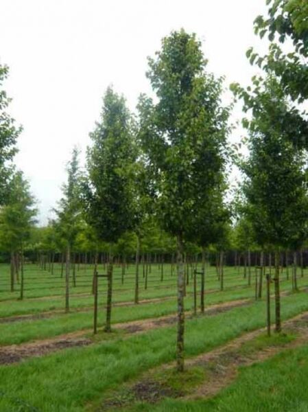 Chinesische Wild-Birne 'Chanticleer'  / Pyrus calleryana 'Chanticleer'