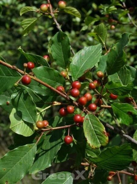 Frangula alnus / Rhamnus frangula / Faulbaum