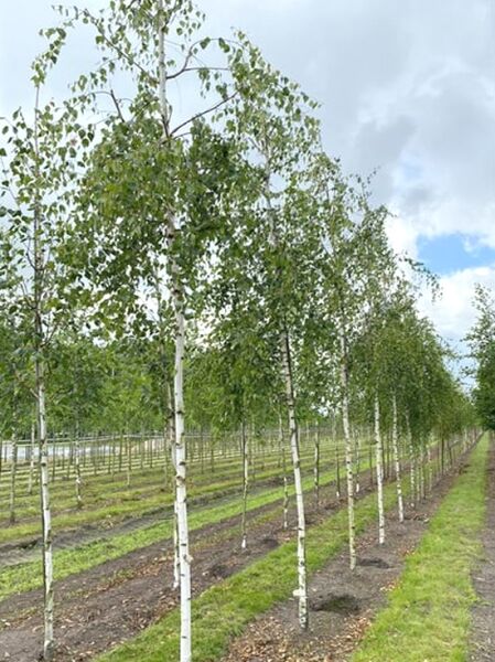 Betula pendula 'Tristis' Hänge-Birke Hochstamm 16-18 StU, Reihe schlanker weißer Stämme mit Laubkrone in Baumschule