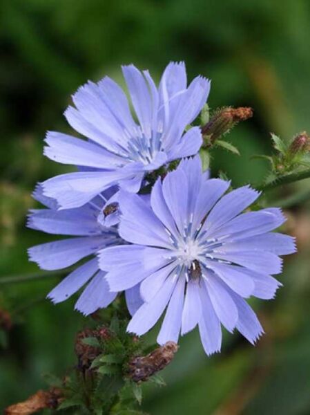Cichorium intybus var. intybus / Wegwarte / Zichorie