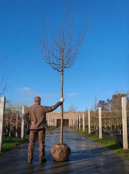 Prunus domestica 'The Czar' / Pflaume 'The Czar' Hochstamm 18-20 StU mit Drahtballen, laubloser Baum mit Stamm und Krone