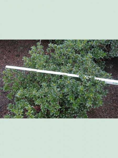 Rhododendron obtusum 'Kermesina Alba' / Japanische Azalee 'Kermesina Alba', Solitärstrauch mit dichtem, grünem Laub, 50–60 cm Breite