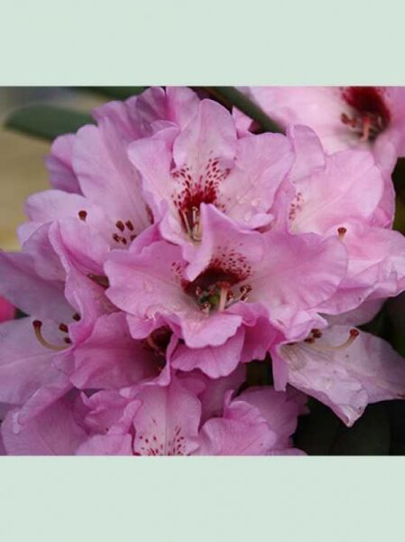 Rhododendron sutchuenense 'Frühlingsbeginn' / Rhododendron 'Frühlingsbeginn'